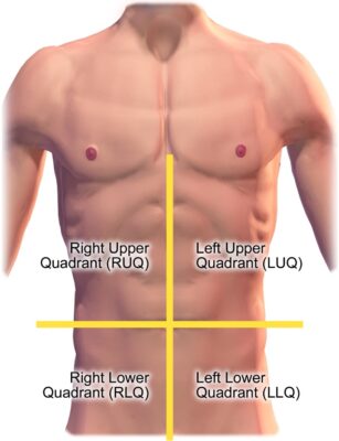 abdomen quadrants abdominal examination organs correspond specific