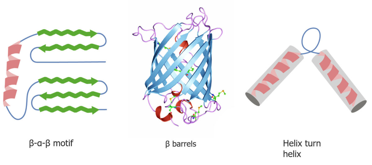 Quaternary and tertiary protein folding motifs