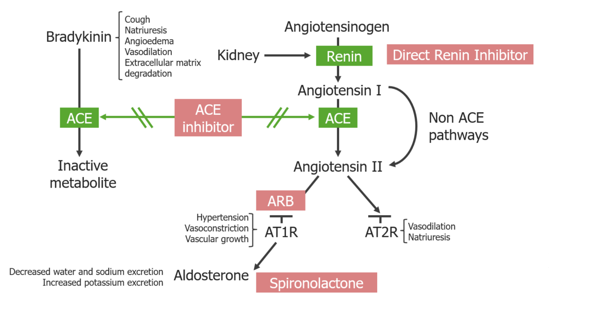 Raas inhibitors and their location of action overview