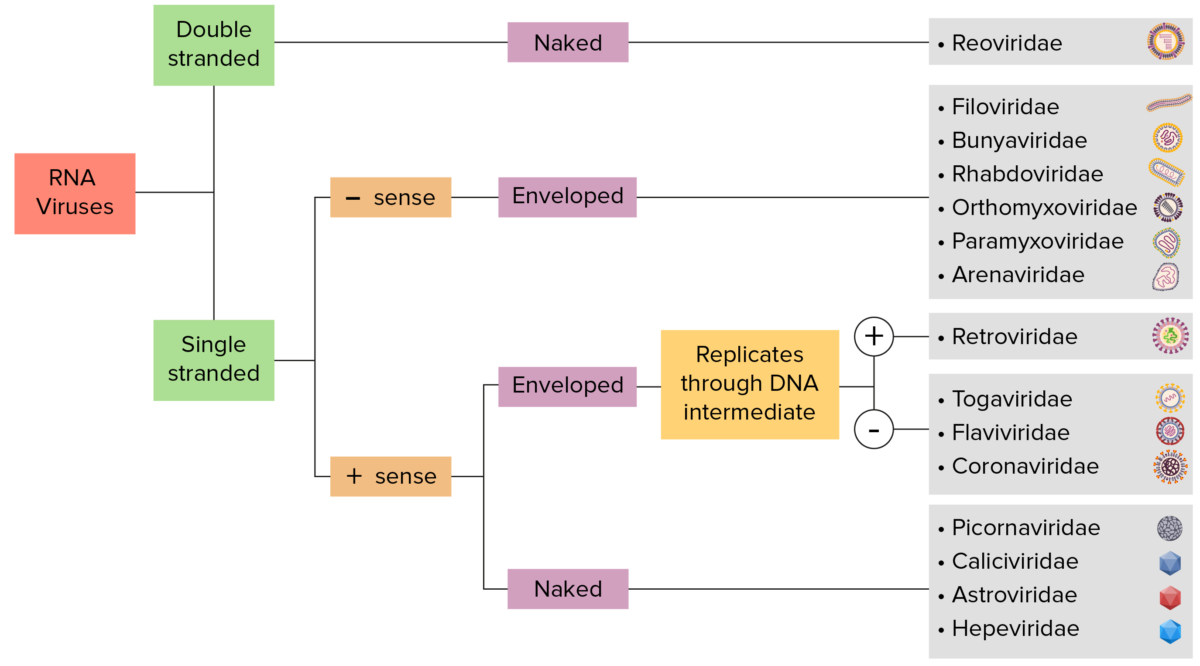 Clasificación del diagrama de flujo de los virus de arn