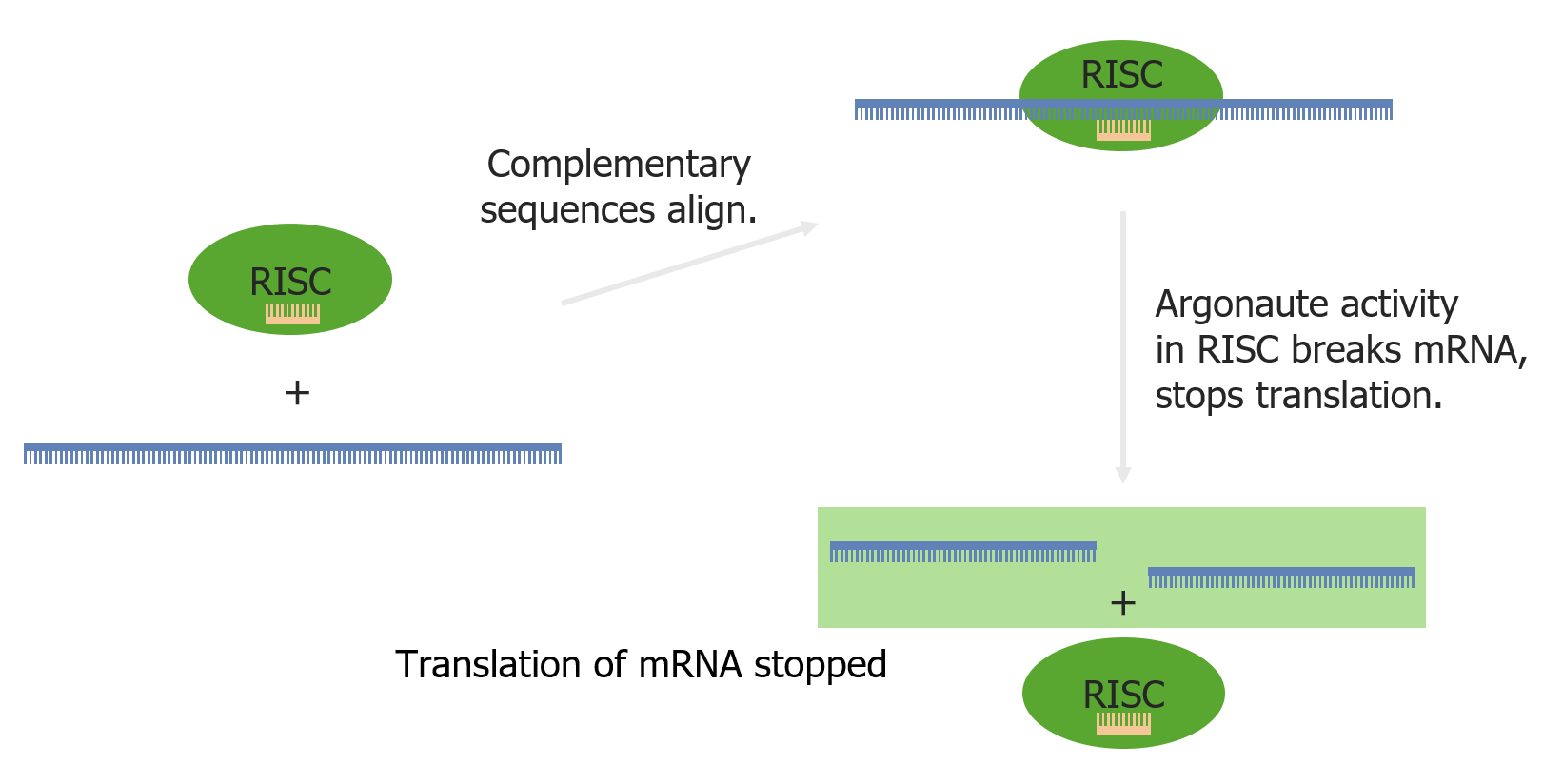 https://cdn.lecturio.com/assets/RNA-interference-via-the-RISC-and-a-miRNA.png