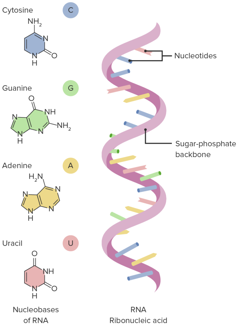 Stages Of Transcription | Concise Medical Knowledge