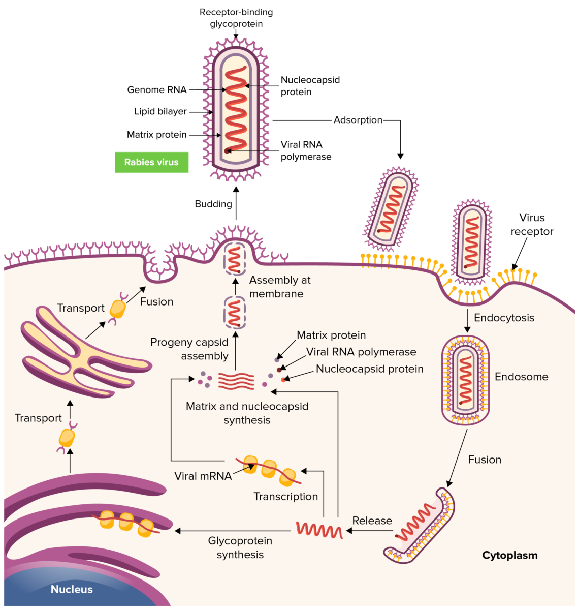 Rabies virus life cycle