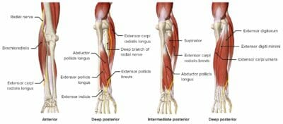 Radial nerve as it passes through the forearm