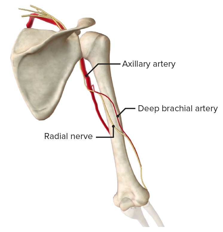 radial groove humerus