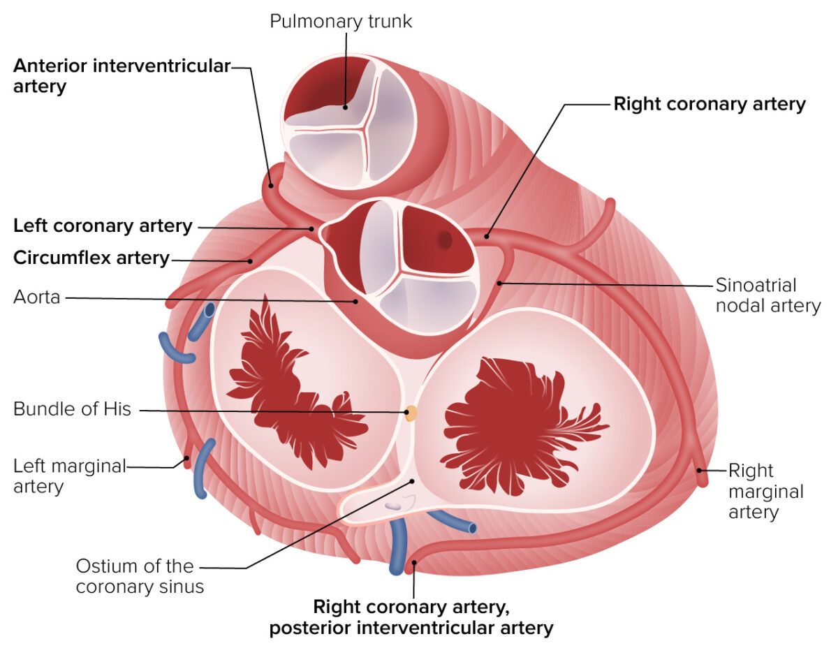 Ramification of the left and right coronary arteries from the ascending aorta