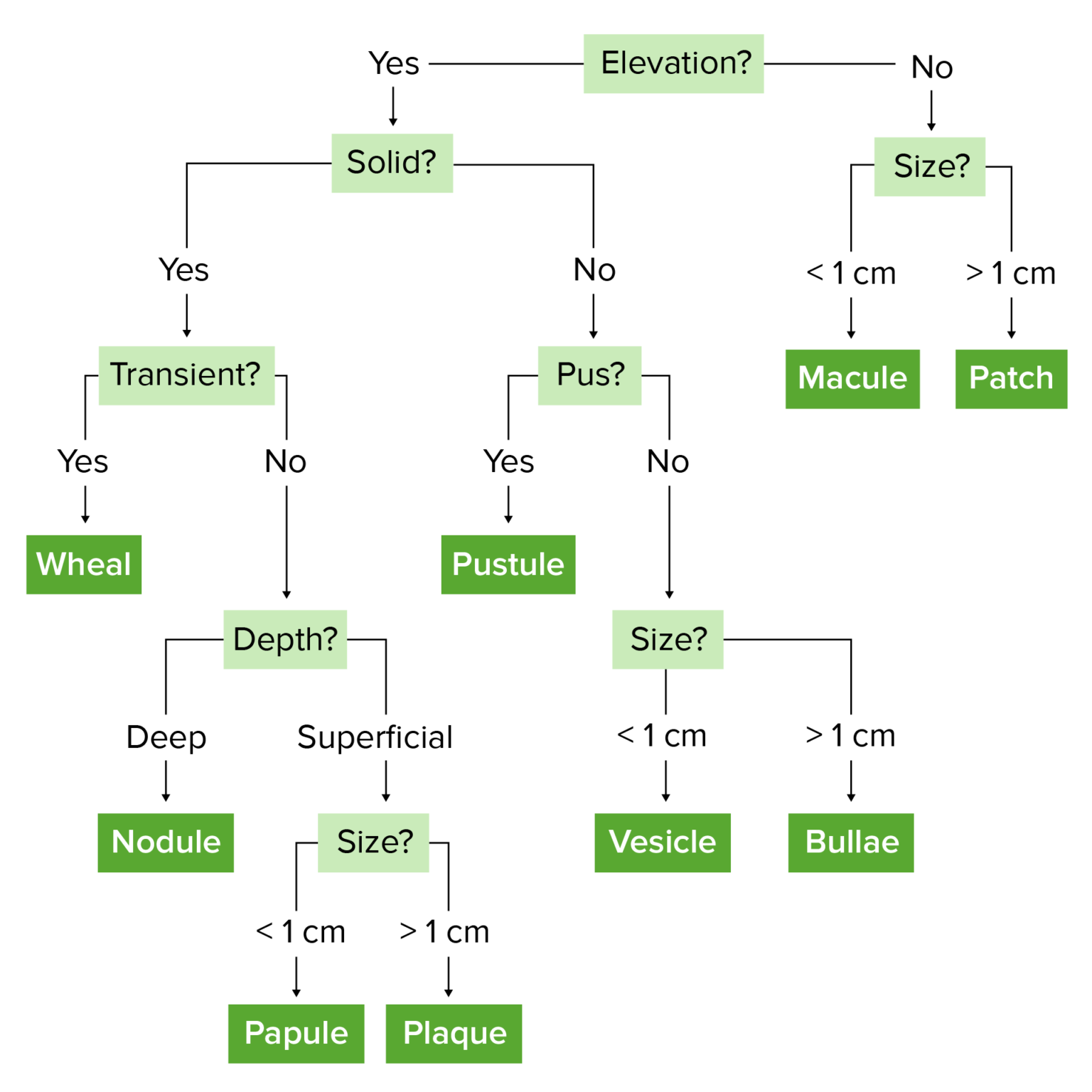 Rash Identification Flowchart