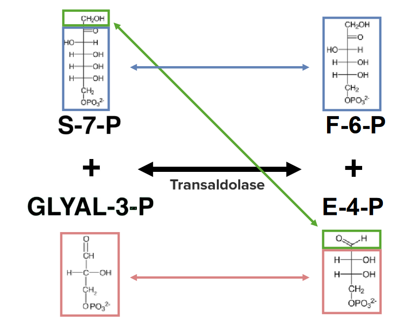 Rearrangement within the nonoxidative phase of the pentose phosphate pathway (part2)