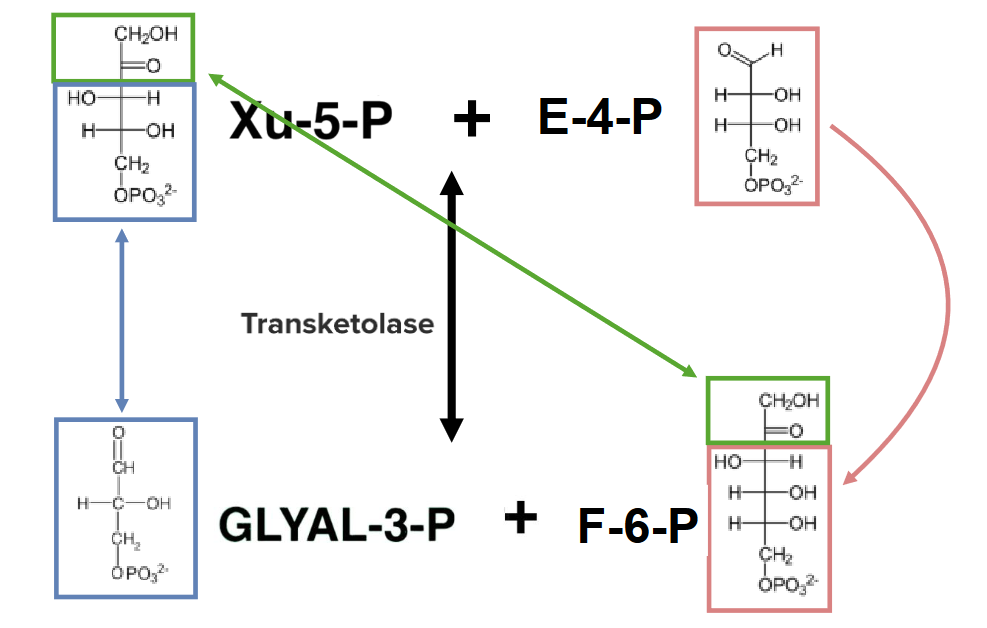 Rearrangement within the nonoxidative phase of the pentose phosphate pathway (part3)