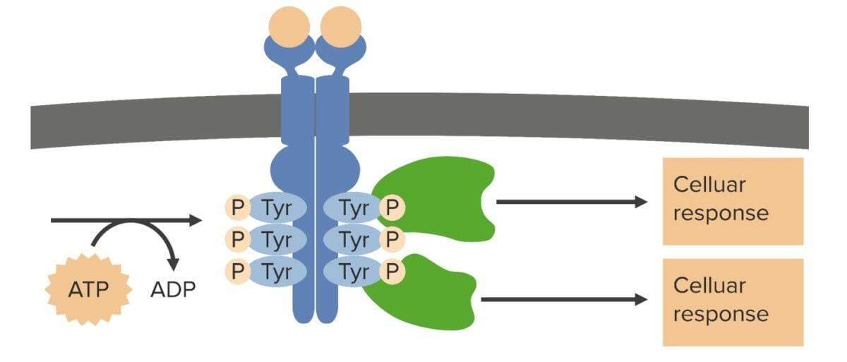 Função do receptor tirosina quinase