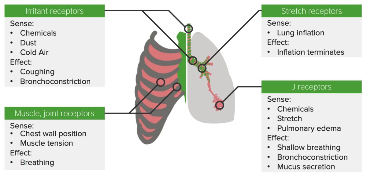 Receptors along the respiratory tract