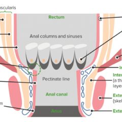 Rectum and anal canal schematic