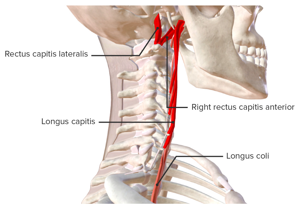 Músculos laterales del cuello: recto lateral de la cabeza y recto anterior de la cabeza