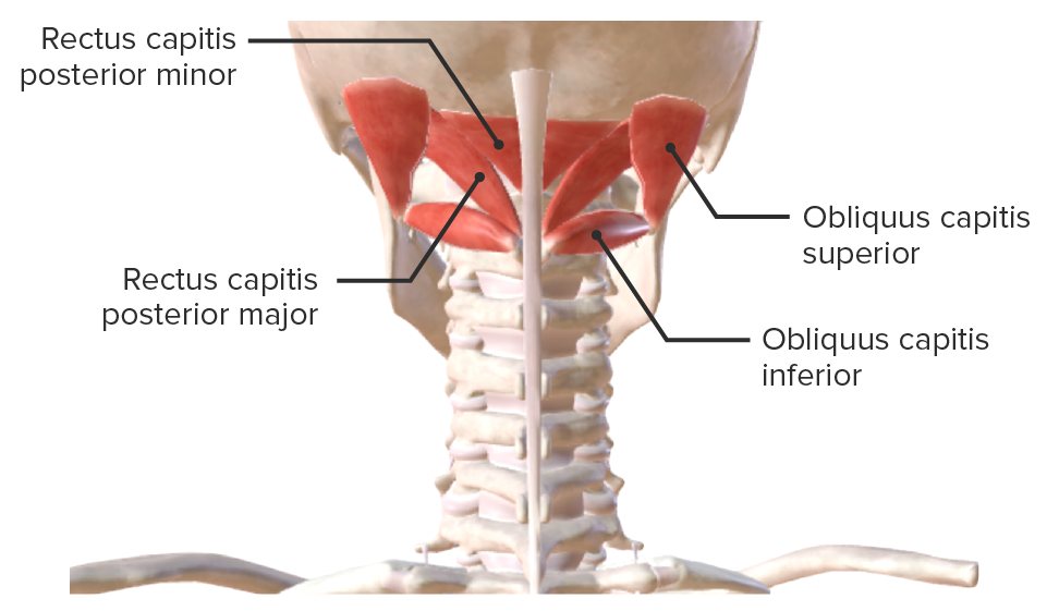 Suboccipital neck muscles
