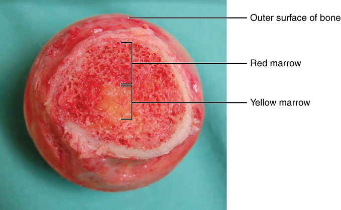 Porções de medula vermelha e amarela do osso