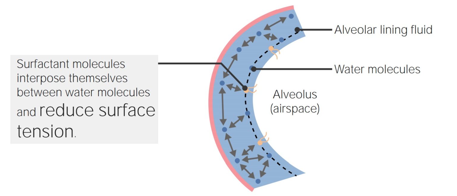Ventilation Mechanics of Breathing Concise Medical Knowledge