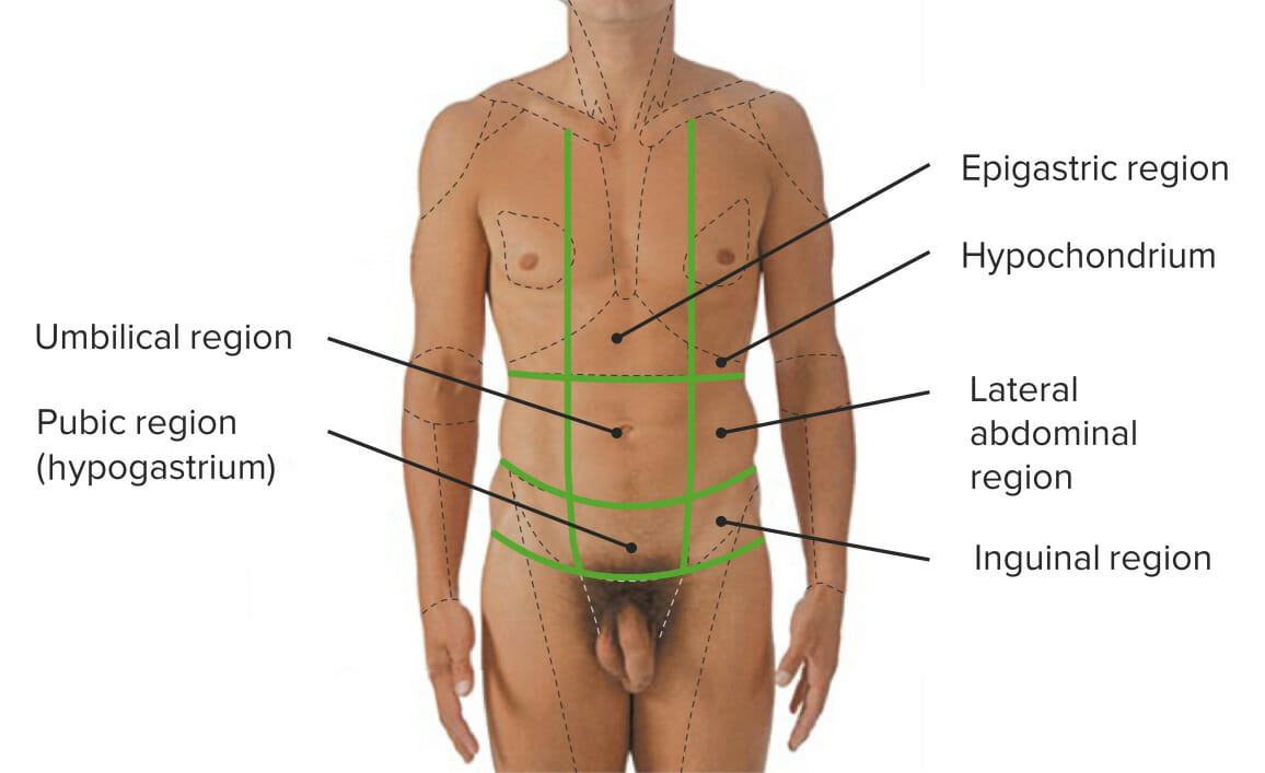 Regions of the abdomen