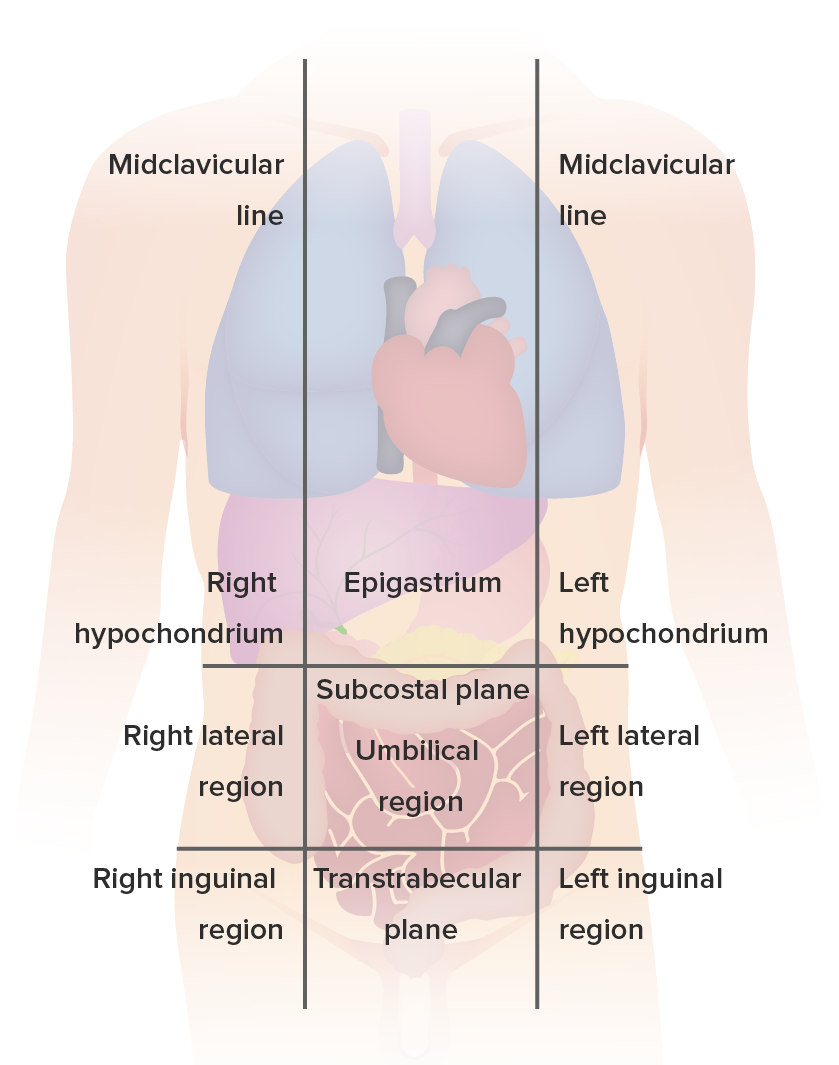 Regions of the abdomen with their respective organs