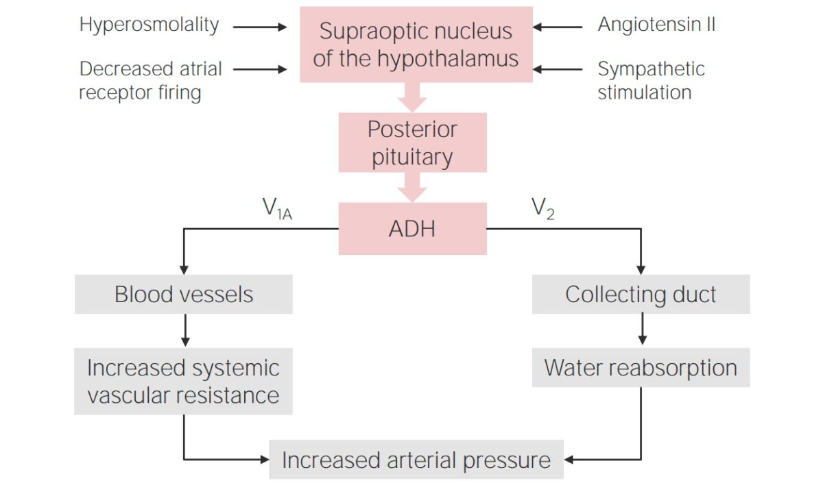 Renal Sodium and Water Regulation Concise Medical Knowledge