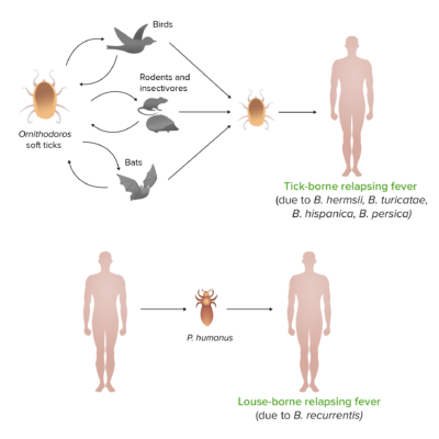 Relapsing fever vectors cycle