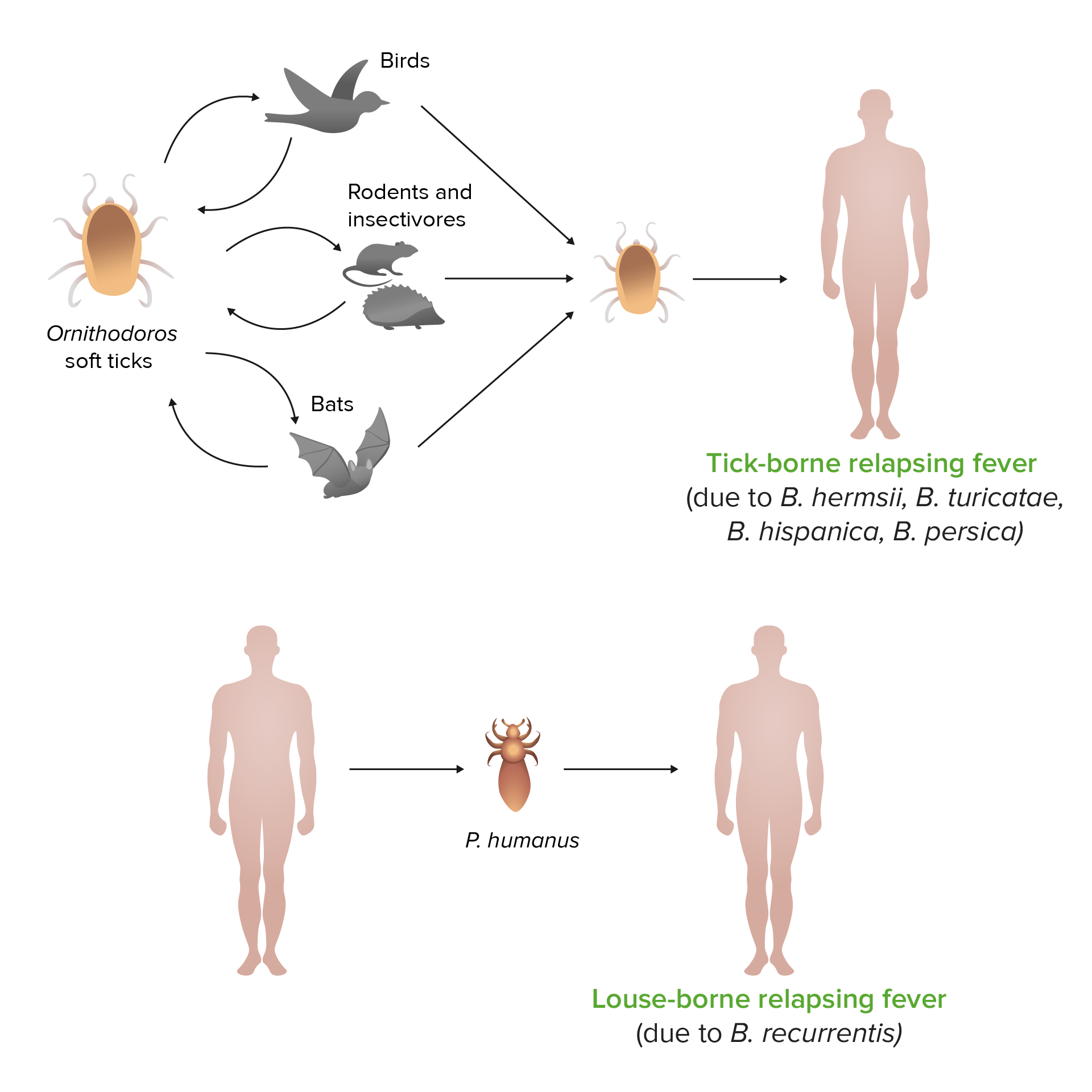 relapsing-fever-concise-medical-knowledge