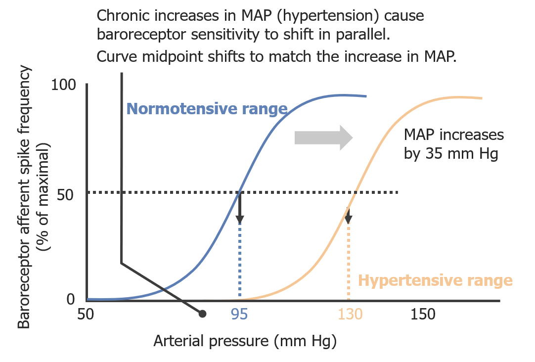 Relationship between arterial pressure and baroreceptor firing frequency