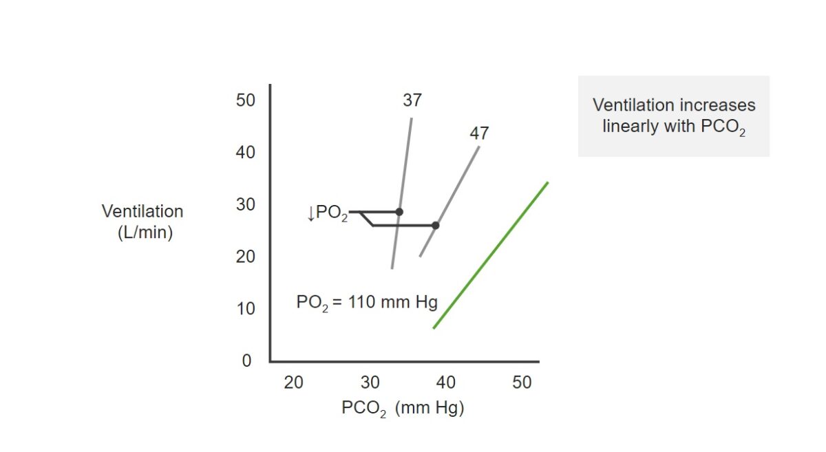 Relationship between ventilation and PO₂, and PCO₂ Respiratory regulation