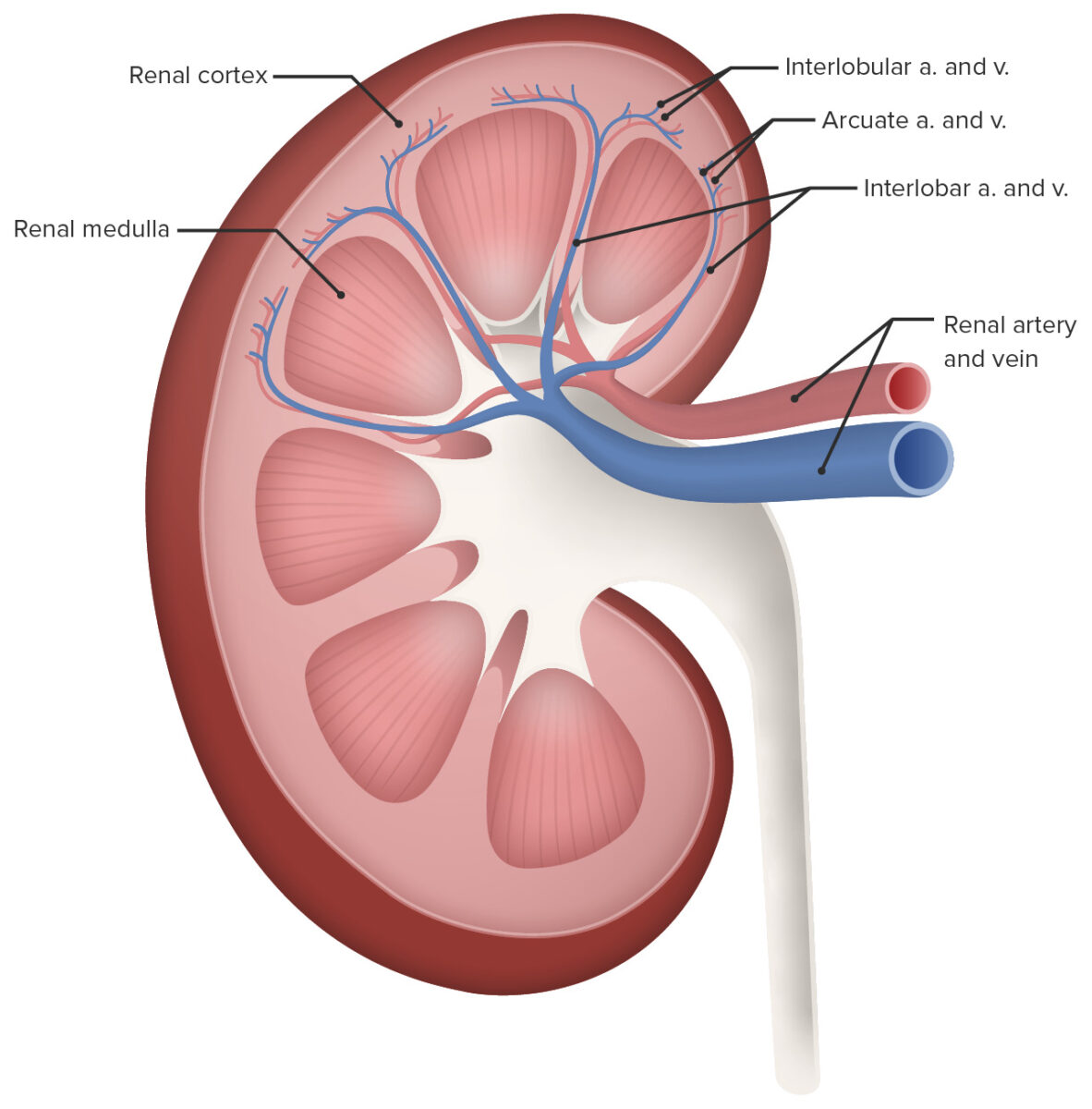Circulação renal (diagrama)