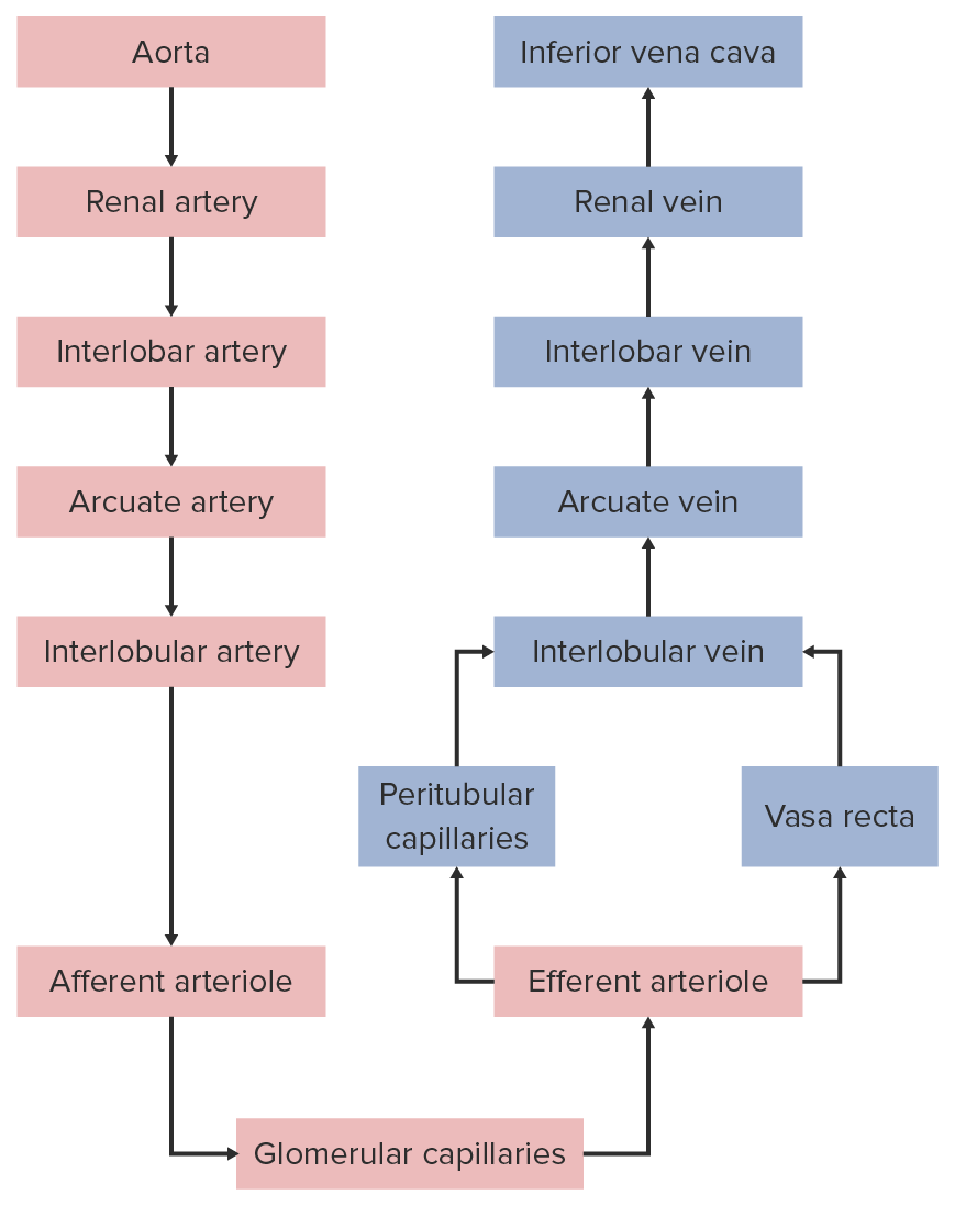 Circulation Chart