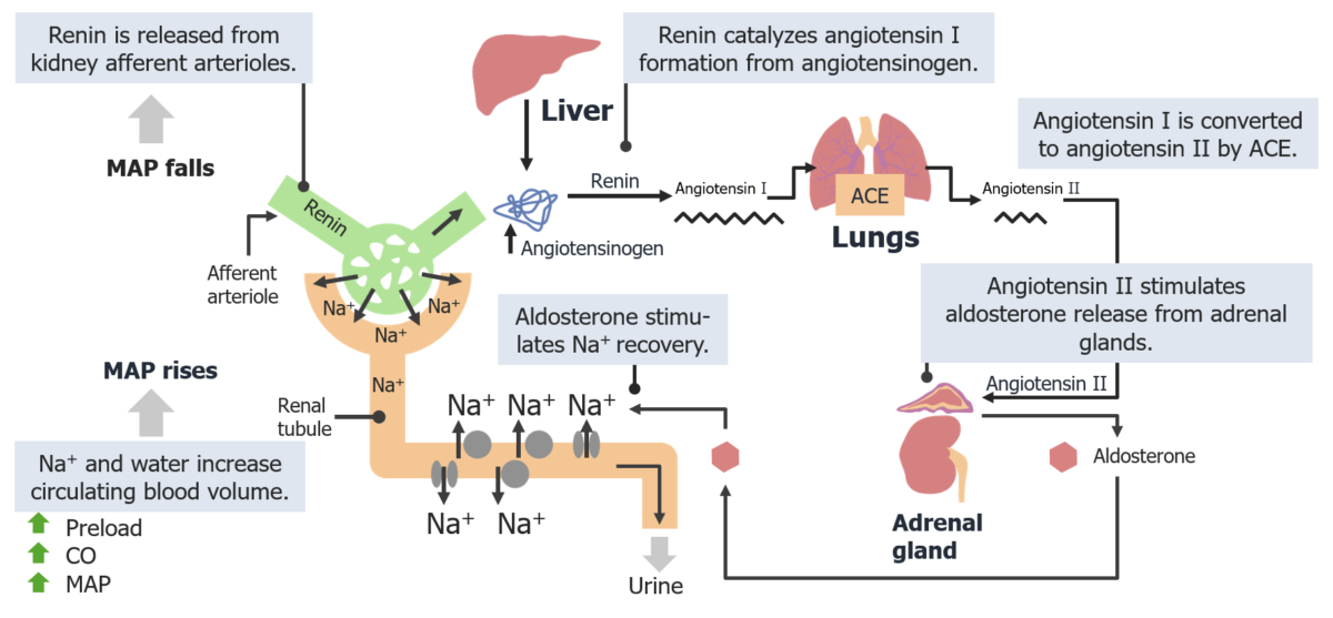 Renin-angiotensin-aldosterone system raas