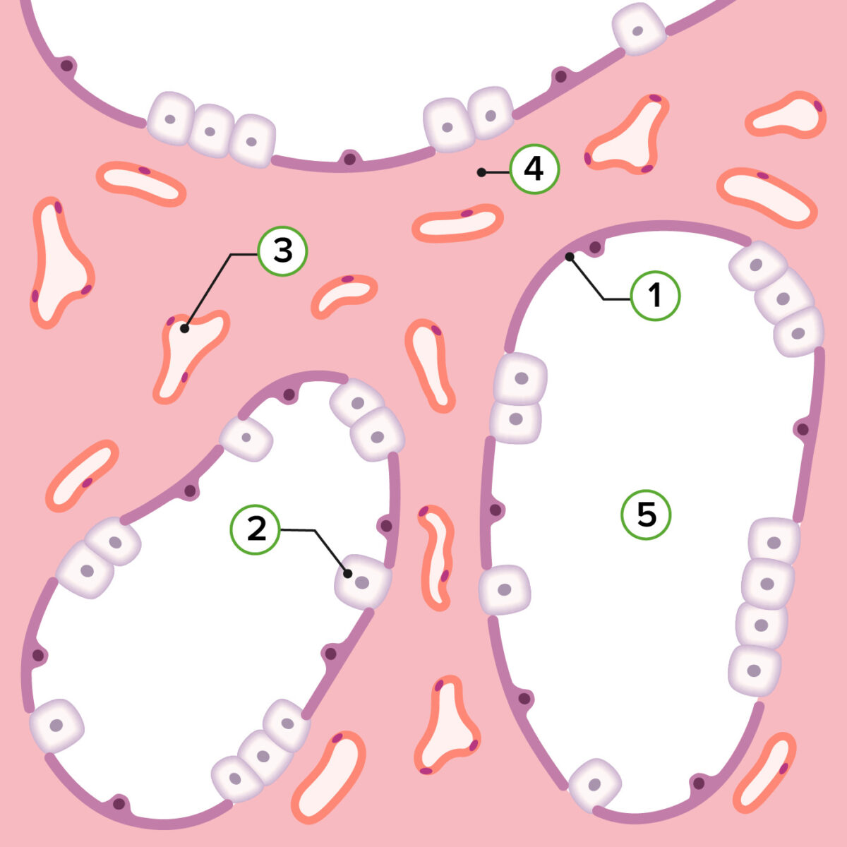 Representación de la histología pulmonar en la etapa canalicular