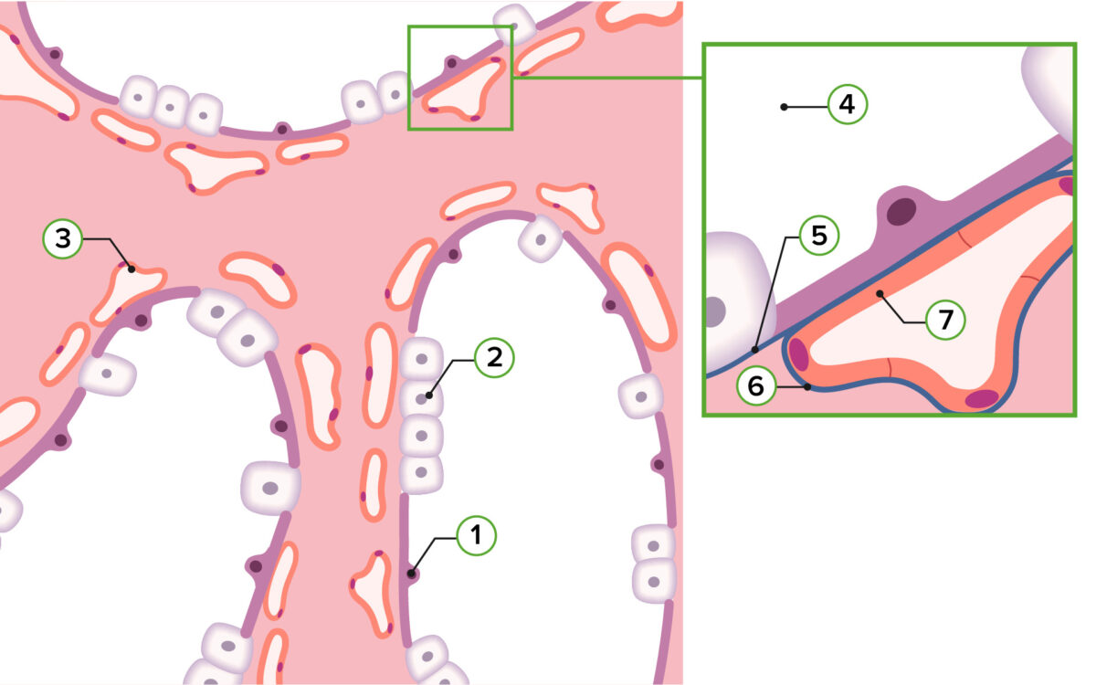 Representação da histologia pulmonar na fase sacular