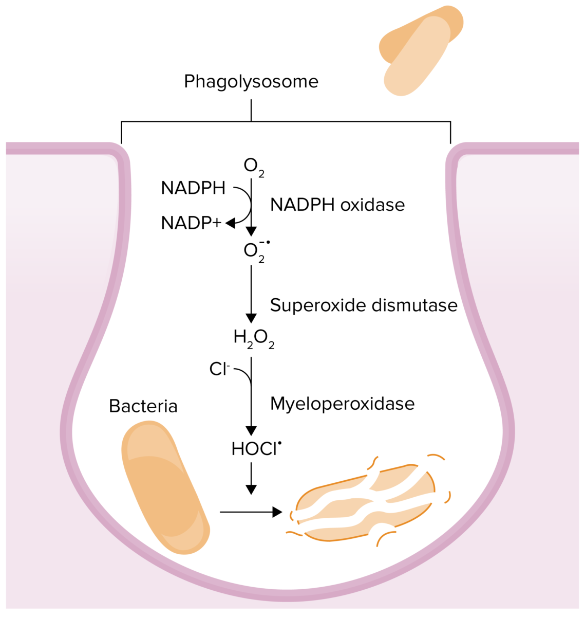 Diagrama de estallido respiratorio