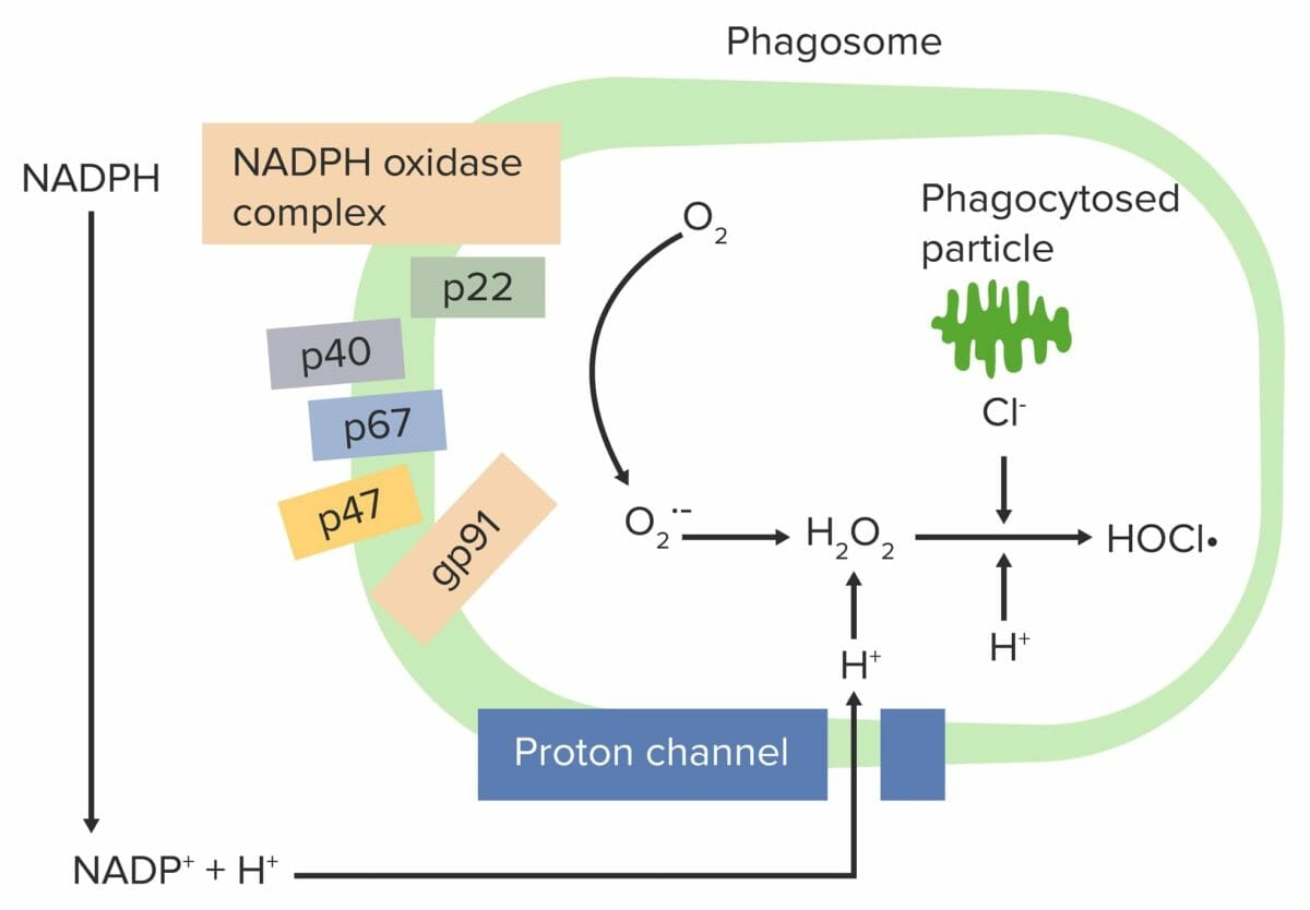 Respiratory burst initiated by nadph oxidase complex