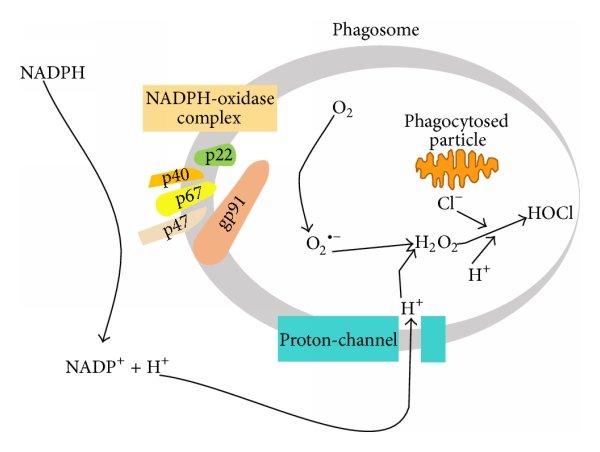 Respiratory burst initiated by nadph oxidase adapted from 14