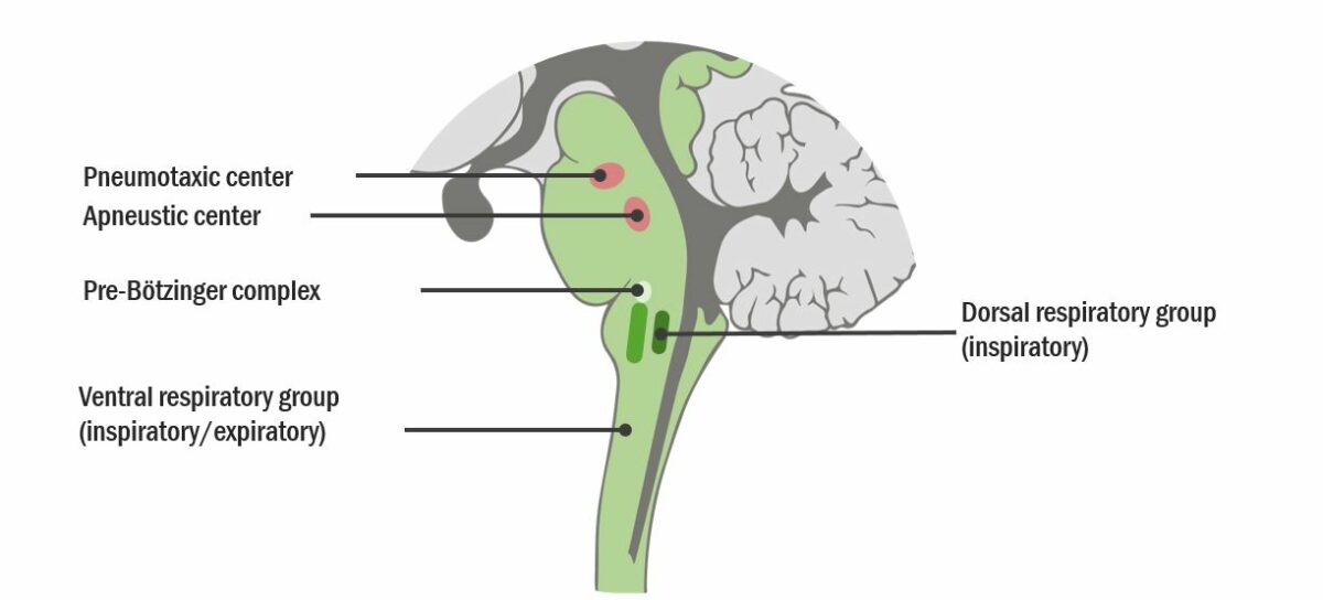 sleep control center brain