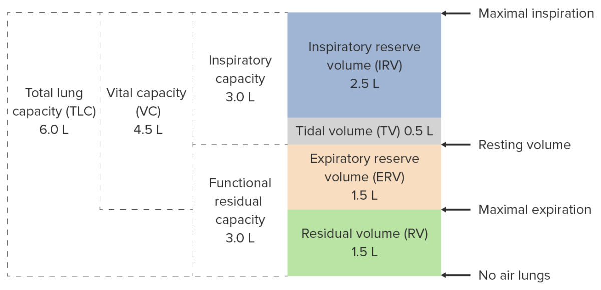 Fisiología respiratoria: volúmenes y capacidades pulmonares