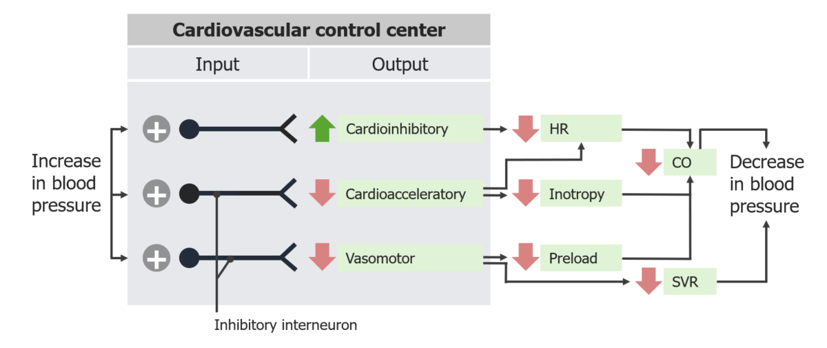 Responses of the baroreceptor reflex to increased blood pressure