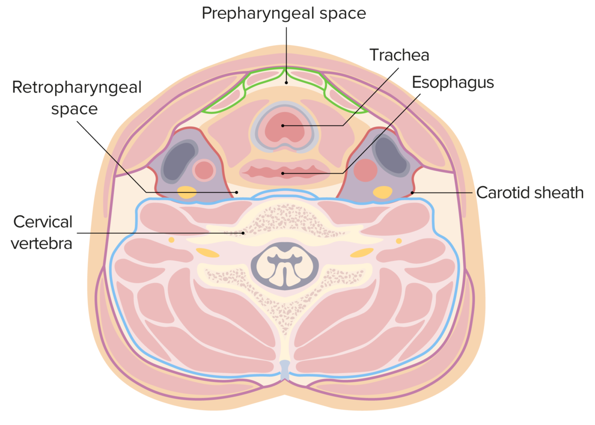 Retropharyngeal space