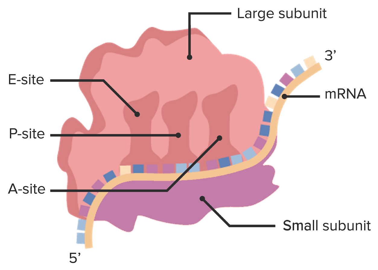 Ribosome structure demonstrating the large subunit on top