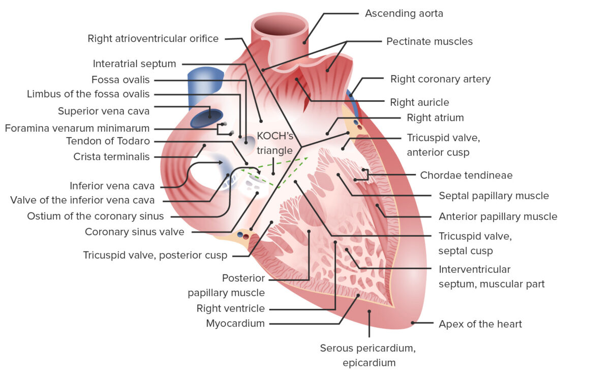 Right atrium and ventricle