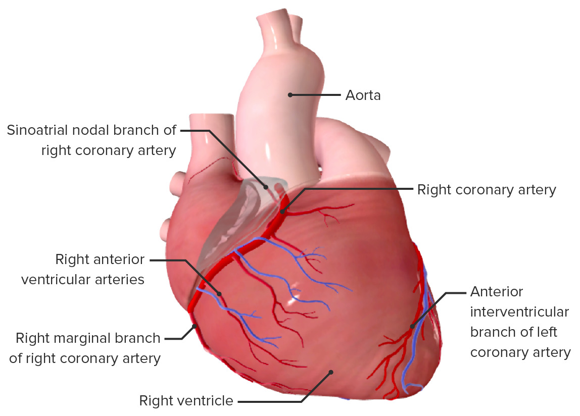 Right coronary artery