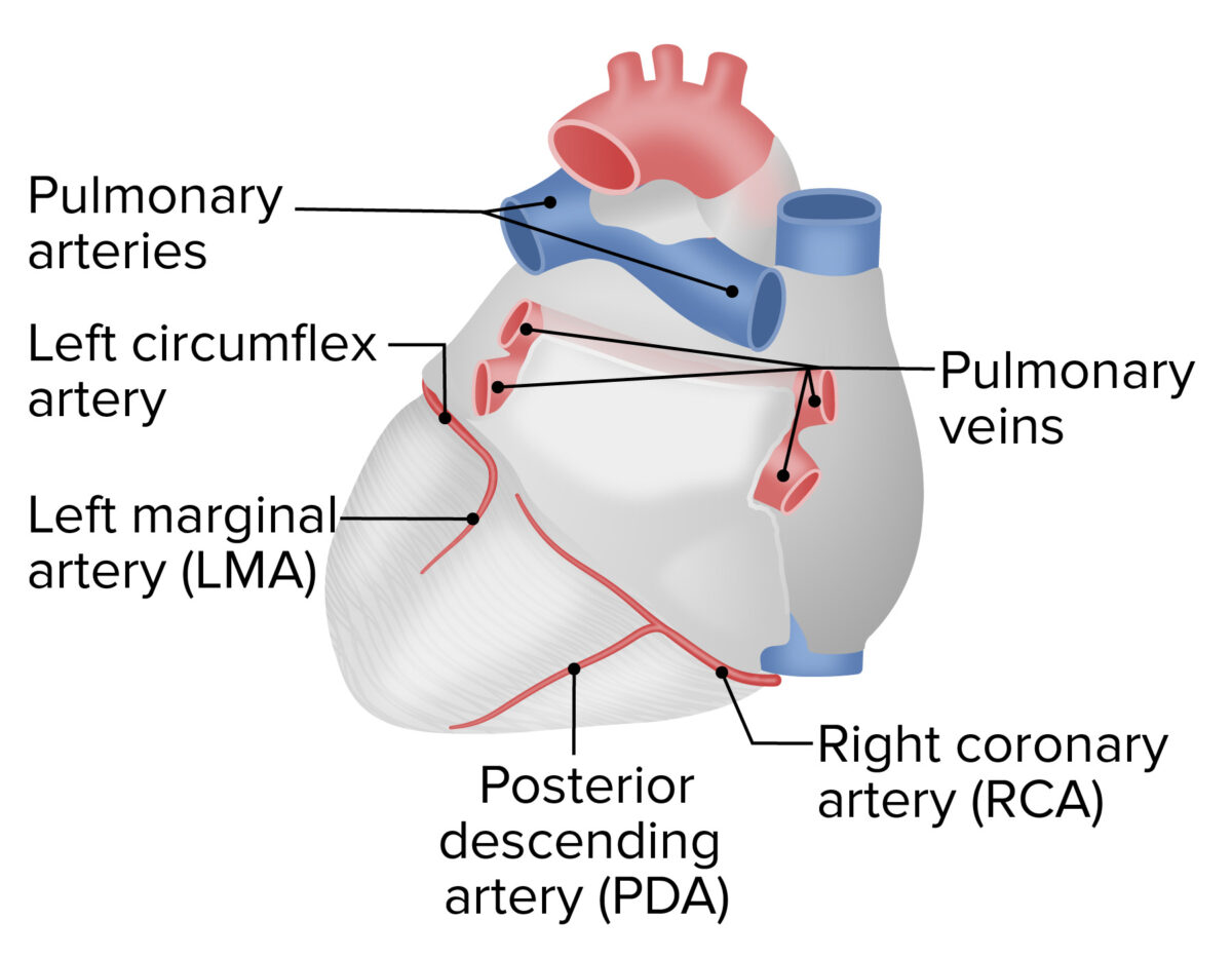 Right-dominant coronary circulation