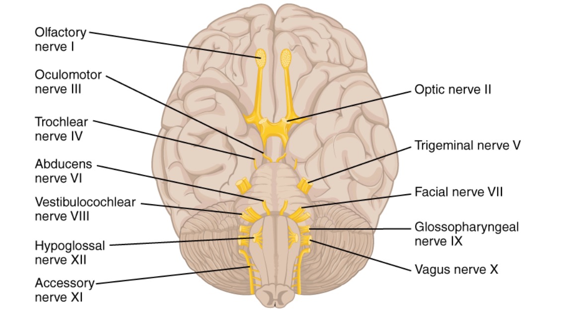 Roots of the cranial nerves