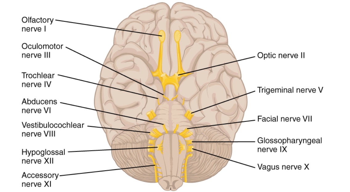 cranial nerves labeled diagram