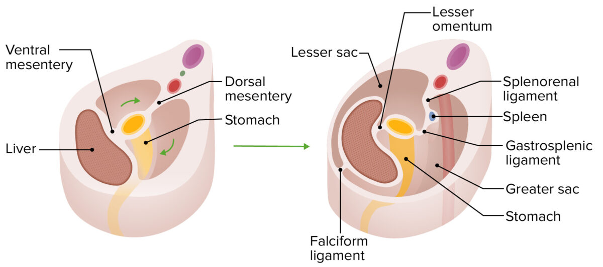 Rotación del estómago y los mesenterios gástricos.
