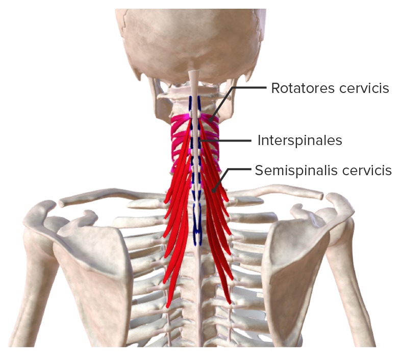 Semispinalis cervicis muscle group