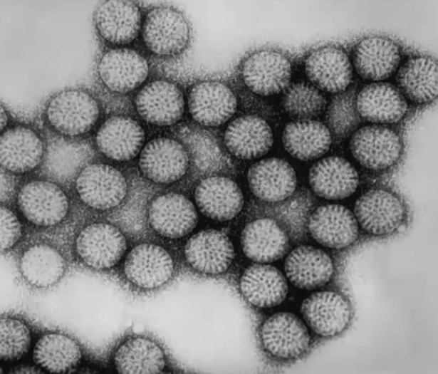 Rotavirus particles