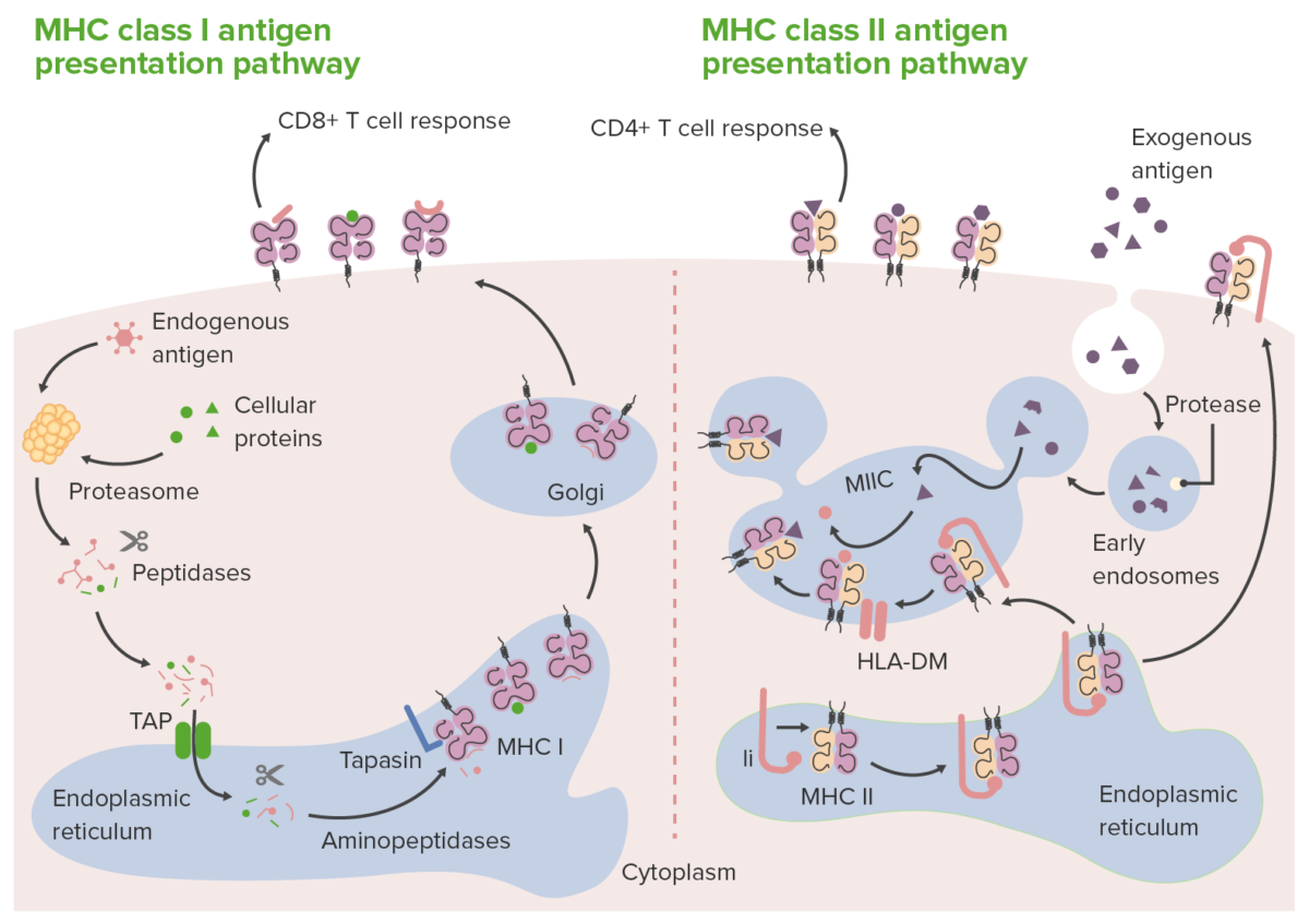 Routes of antigen presentation