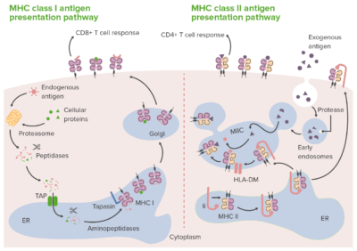 Routes of antigen presentation mhc class i and ii molecules